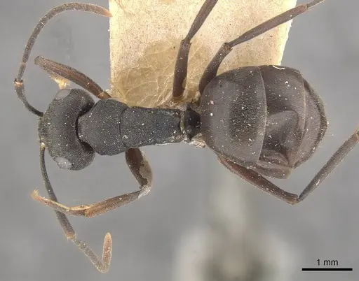 Polyrhachis exercita - CASENT0910765