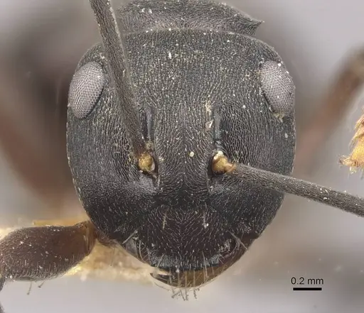 Polyrhachis exercita - CASENT0910765