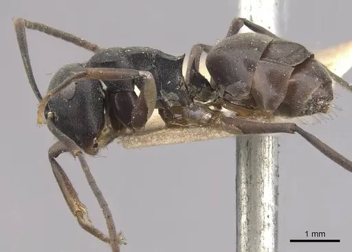 Polyrhachis exercita - CASENT0910765