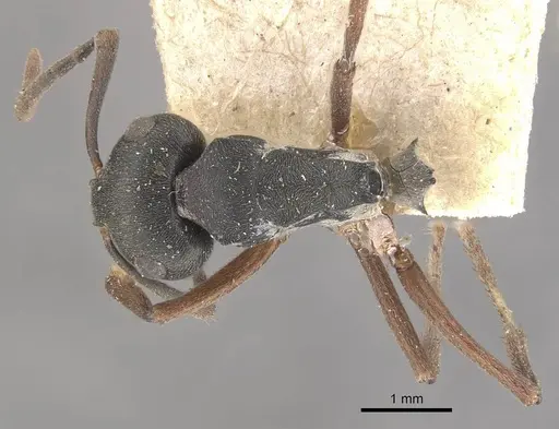 Polyrhachis exercita - CASENT0910766