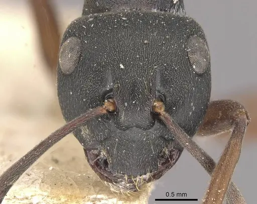 Polyrhachis exercita - CASENT0910766