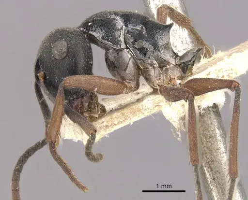 Polyrhachis exercita - CASENT0910766