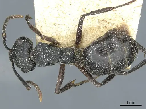 Polyrhachis exercita - CASENT0912092