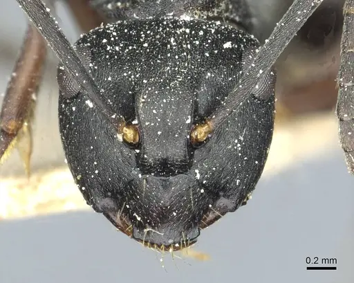 Polyrhachis exercita - CASENT0912092