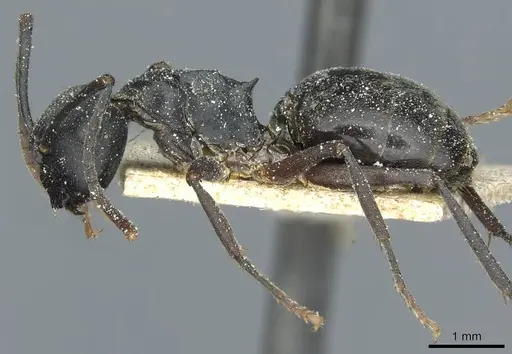 Polyrhachis exercita - CASENT0912092