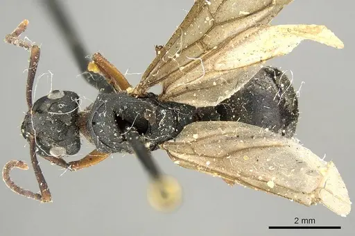 Polyrhachis exercita - CASENT0915819