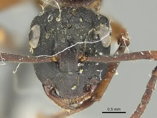 Polyrhachis exercita - CASENT0915819