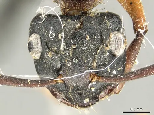 Polyrhachis exercita - CASENT0915819