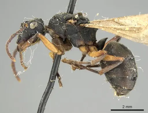 Polyrhachis exercita - CASENT0915819