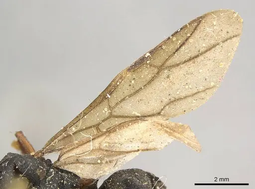 Polyrhachis exercita - CASENT0915819