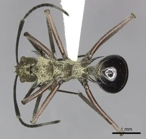 Polyrhachis exotica specimen