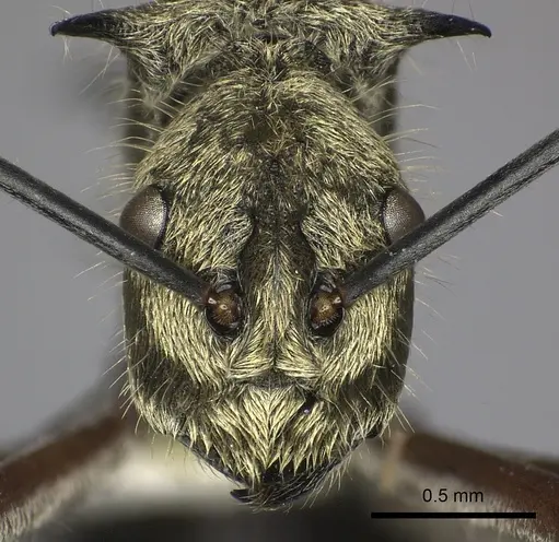 Polyrhachis exotica specimen