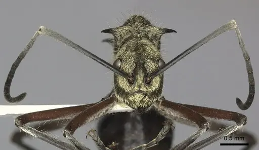 Polyrhachis exotica - CASENT0249116