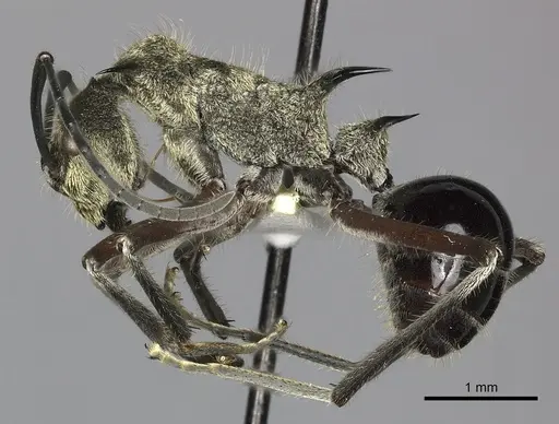 Polyrhachis exotica - CASENT0249116