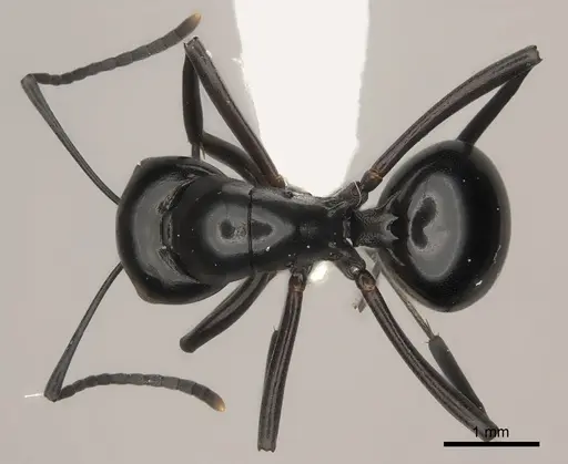 Polyrhachis expressa specimen