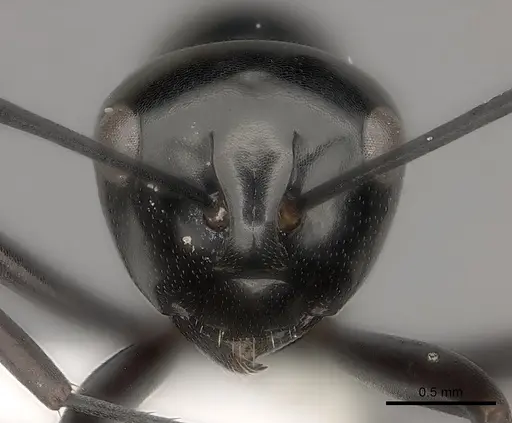 Polyrhachis expressa specimen