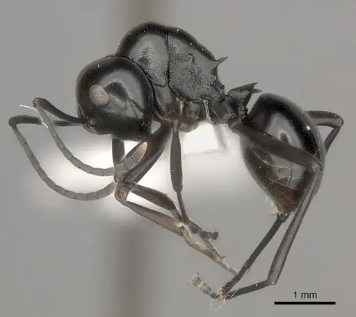 Polyrhachis expressa specimen