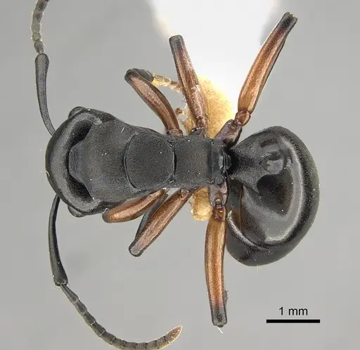 Polyrhachis femorata specimen