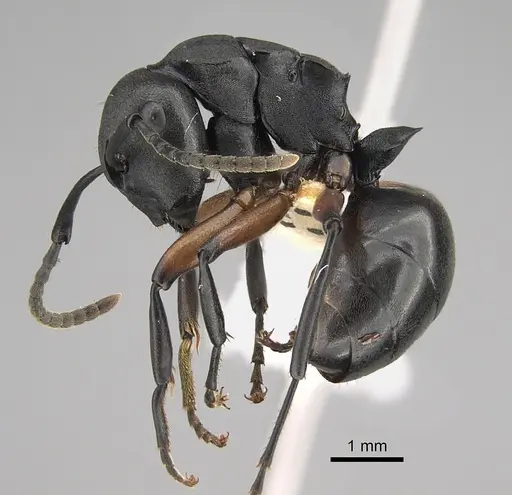 Polyrhachis femorata specimen