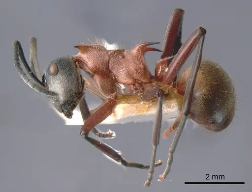 Polyrhachis fervens specimen