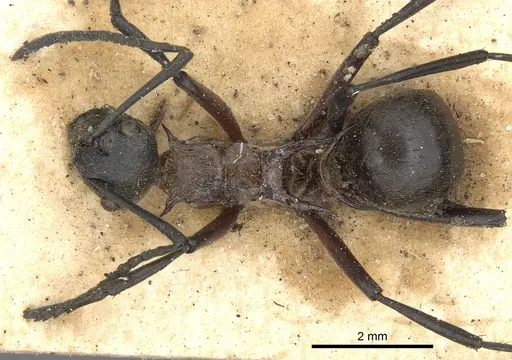 Polyrhachis fervens - CASENT0901844