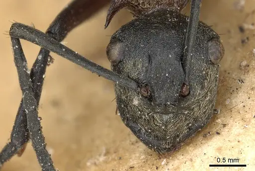 Polyrhachis fervens - CASENT0901844