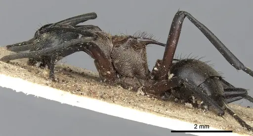 Polyrhachis fervens - CASENT0901844