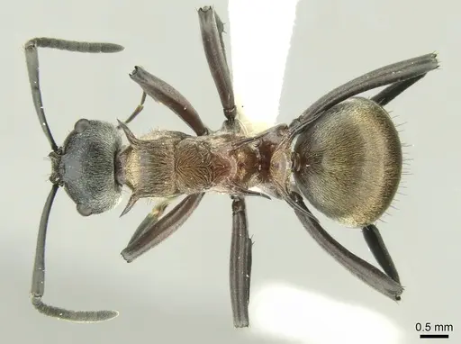 Polyrhachis fervens - CASENT0906731