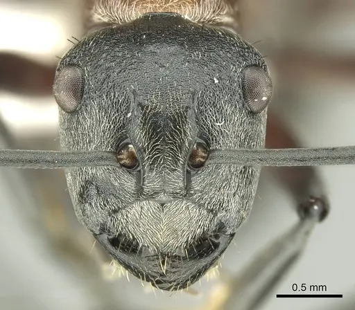 Polyrhachis fervens - CASENT0906731