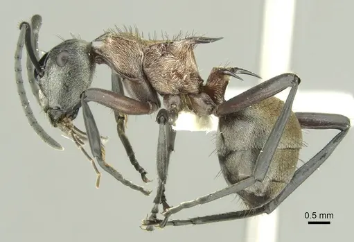 Polyrhachis fervens - CASENT0906731