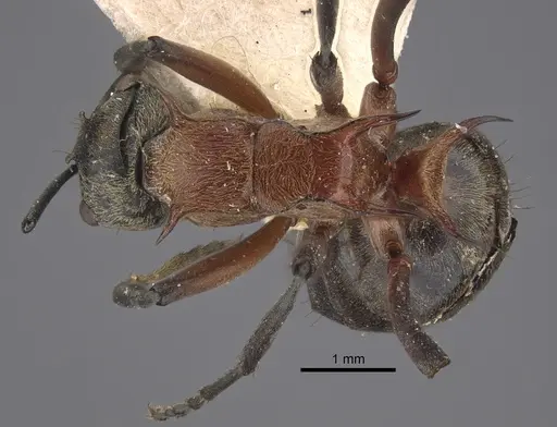 Polyrhachis fervens - CASENT0917863
