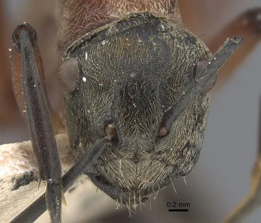 Polyrhachis fervens - CASENT0917863