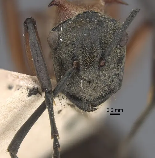 Polyrhachis fervens - CASENT0917863