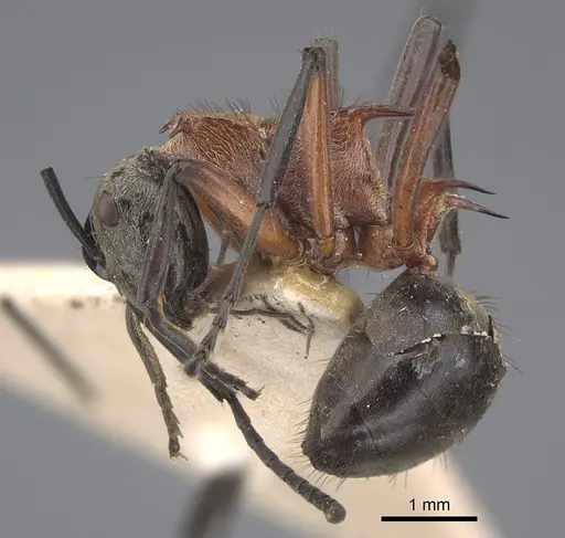 Polyrhachis fervens - CASENT0917863