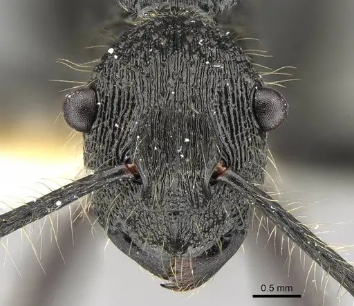 Polyrhachis fisheri specimen