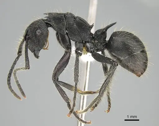 Polyrhachis fisheri specimen