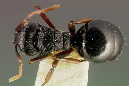 Polyrhachis fissa specimen
