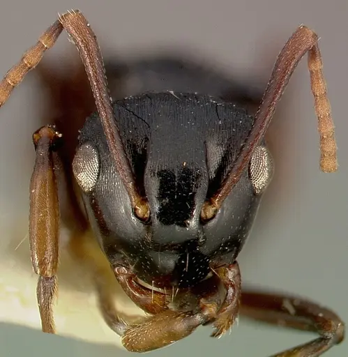 Polyrhachis fissa specimen