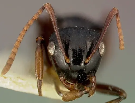 Polyrhachis fissa - CASENT0003154
