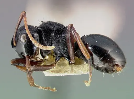 Polyrhachis fissa - CASENT0003154