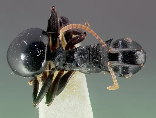 Polyrhachis fissa - CASENT0006022