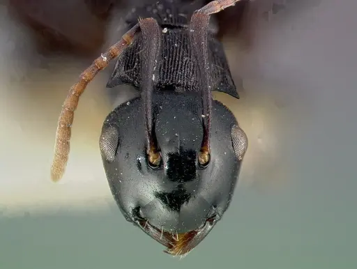 Polyrhachis fissa - CASENT0006022