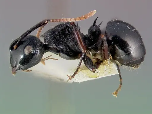 Polyrhachis fissa - CASENT0006022