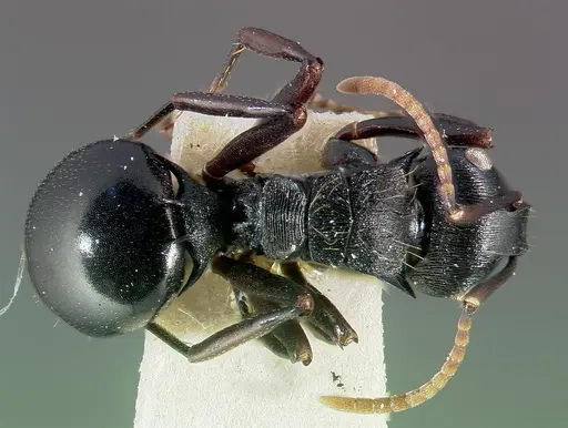 Polyrhachis fissa - CASENT0006023