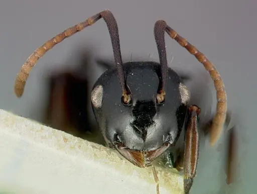 Polyrhachis fissa - CASENT0006023