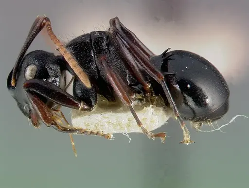 Polyrhachis fissa - CASENT0006023