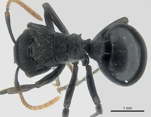 Polyrhachis fissa - CASENT0227530