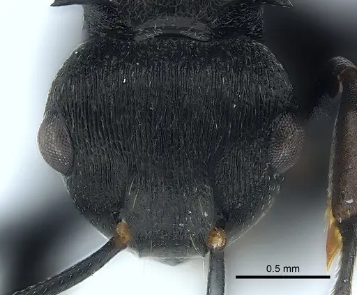 Polyrhachis fissa - CASENT0227530