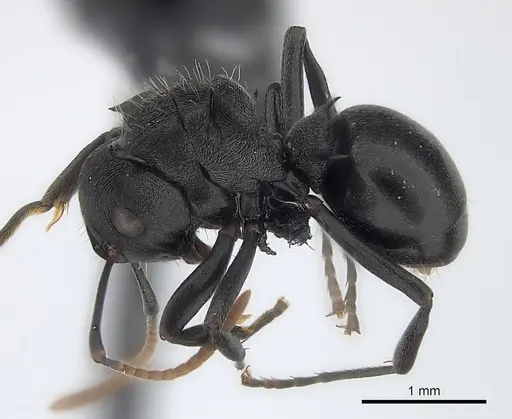 Polyrhachis fissa - CASENT0227530