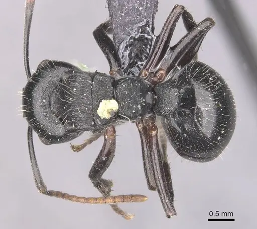 Polyrhachis fissa - CASENT0910948
